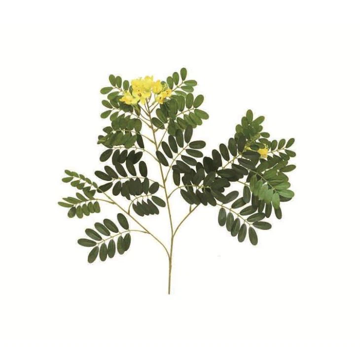 Silk Acacia Tree