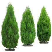 Τεχνητό κέδρο με κυπαρίσσι στυλ