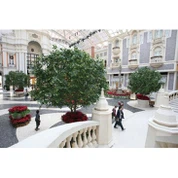 Διακοσμητικά Banyan Tree